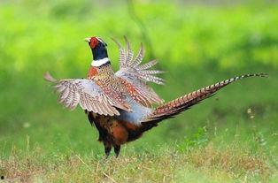 山鸡鱼爆料老视频,老视频中的惊人爆料回顾  第2张